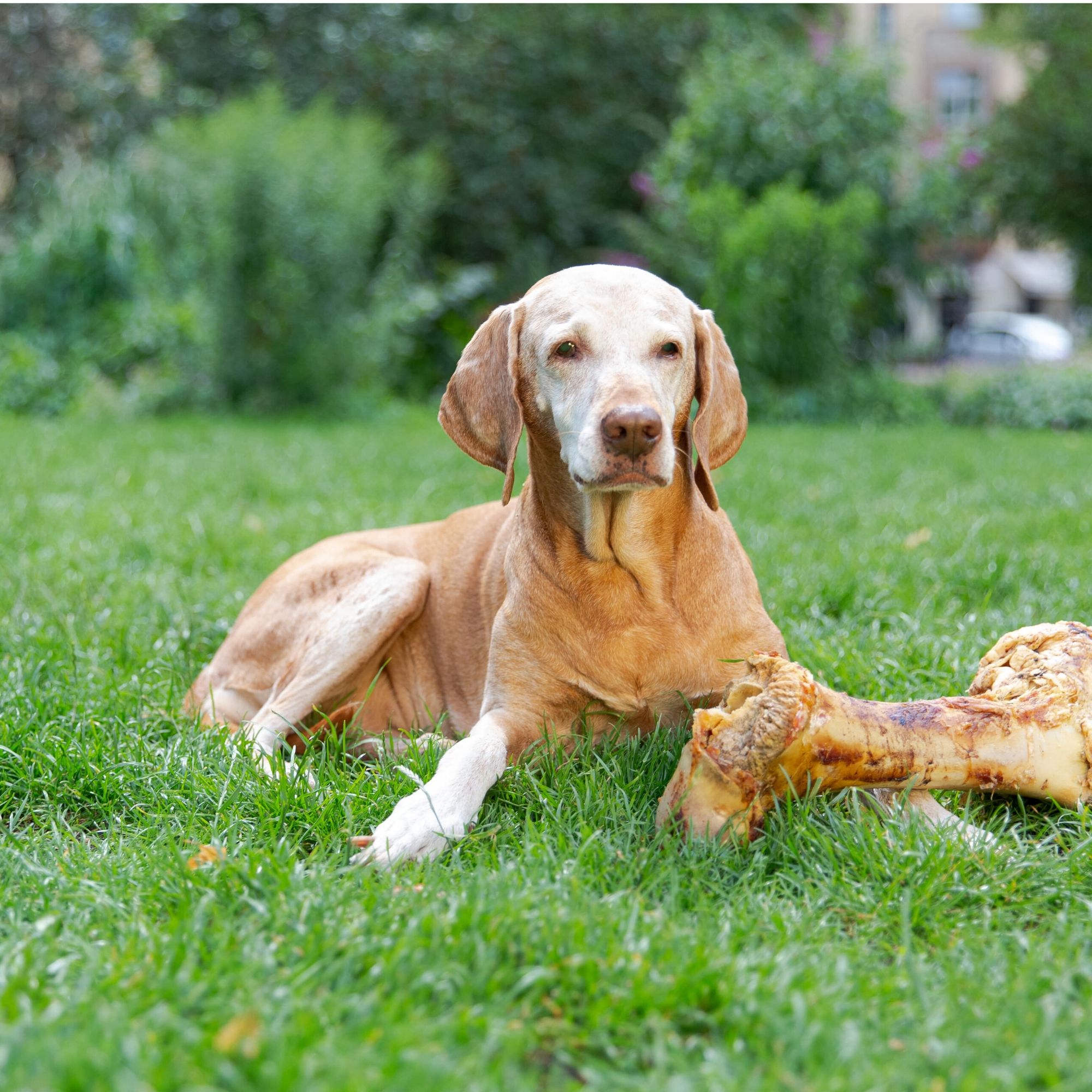 älterer Hund liegt auf dem Rasen neben einem Lage Postmans Leg