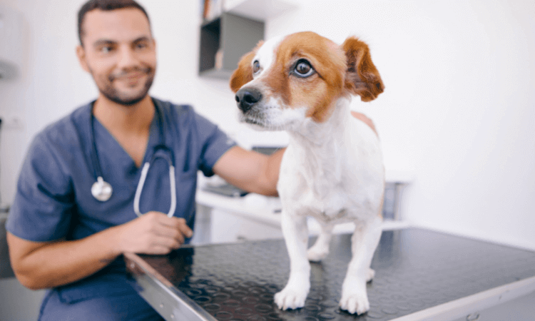 Hund steht beim Tierarzt auf dem Untersuchungstisch