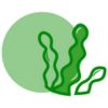Irish Pure Versprechen mit Superfood Kelp-Alge
